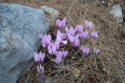  cyclamen sauvage